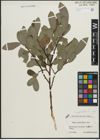 Foto von Salix appendiculata Vill.